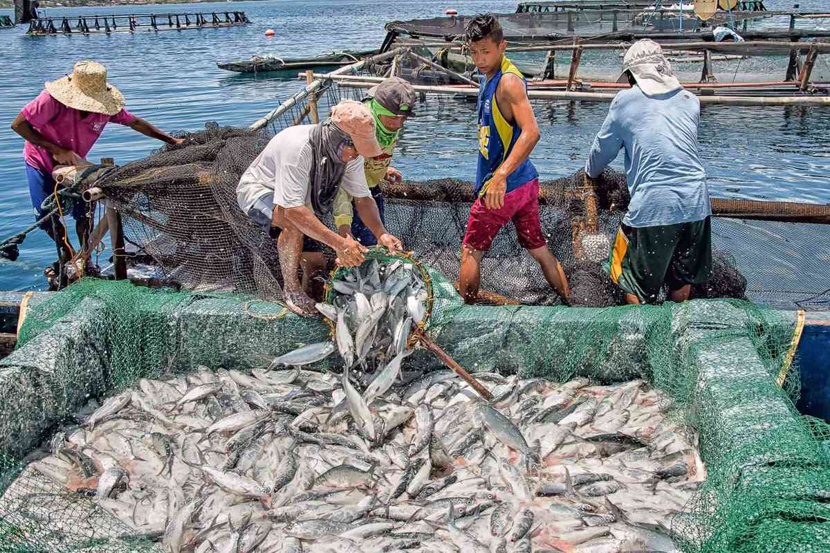 BFAR to launch livelihood program for fisherfolks in West PH sea
