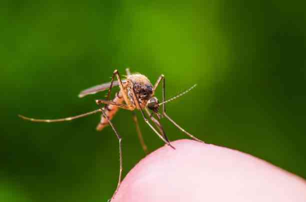 Dengue cases in Cagayan at 'epidemic level'