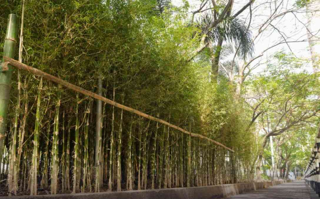 Mayor Isko orders planting of 100,000 bamboo trees along major Manila roads