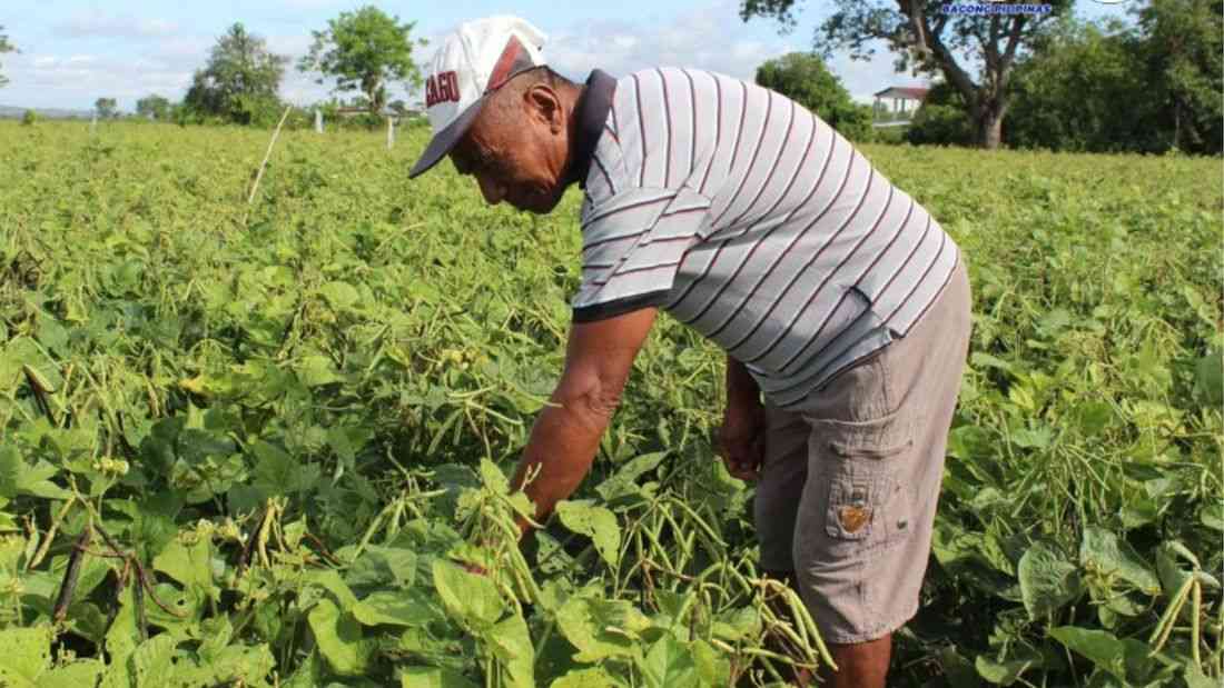 DA targets youth engagement, agri-business value-adding to boost farming in 2026
