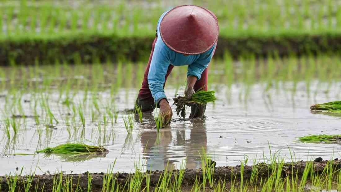 Rice imports to resume for buffer stock as main harvest seen by late February — SINAG