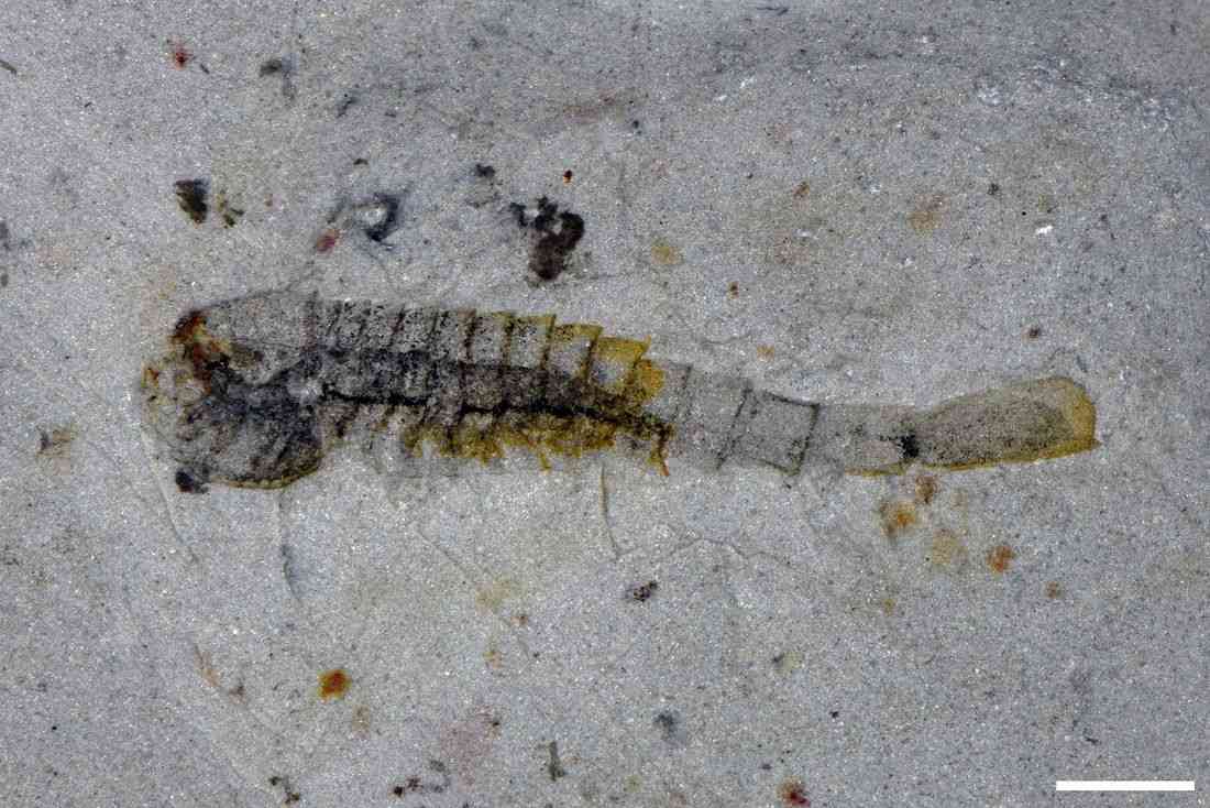 Chinese fossils show marine animals thriving half a billion years ago