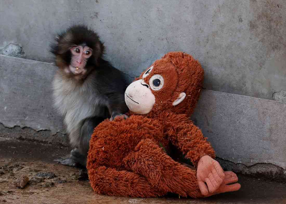 Abandoned baby monkey finds comfort in stuffed orangutan, charming zoo visitors