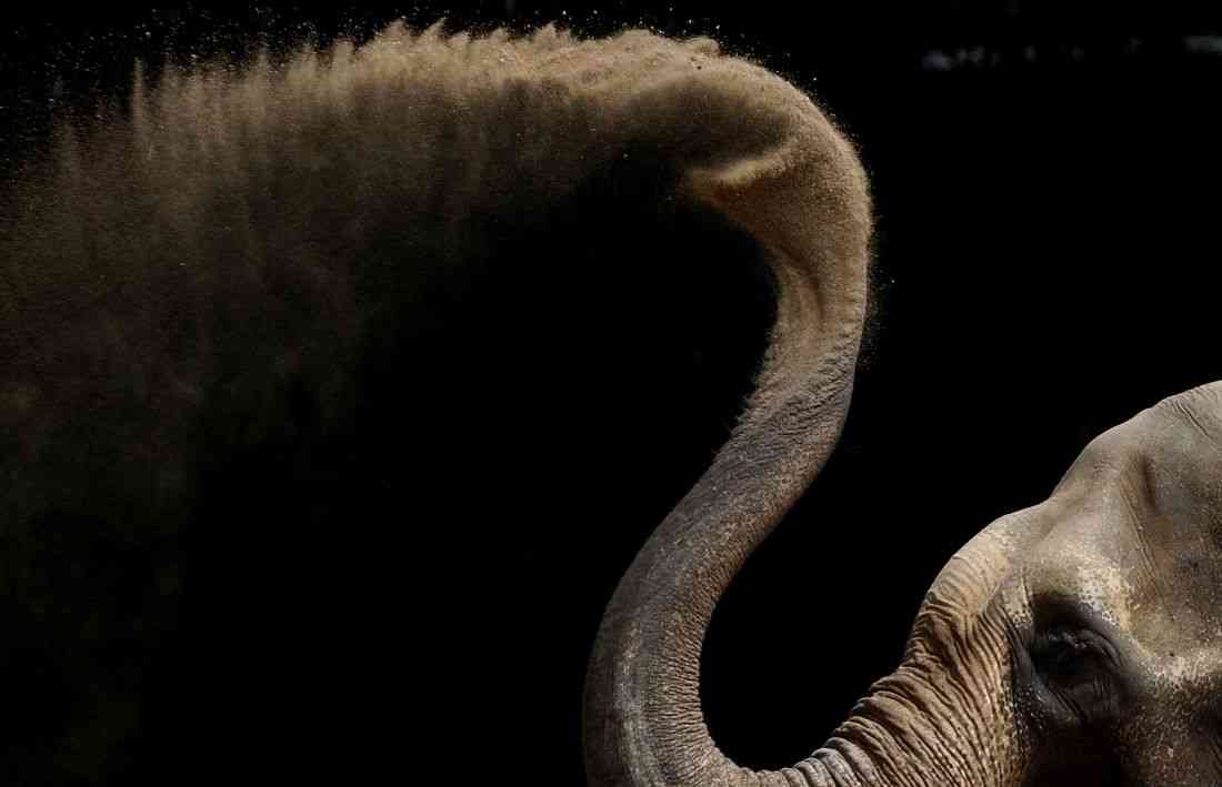 Study unlocks the secrets of the whiskers on an elephant's trunk