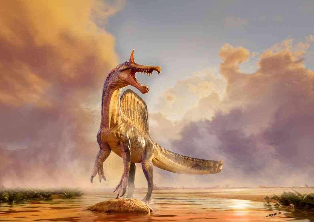 Fossils of a new species of huge dinosaur Spinosaurus unearthed in Niger