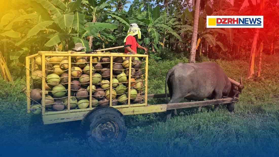 Gov’t urged to provide ₱3.5M direct subsidies to coconut farmers amid biofuel blending suspension