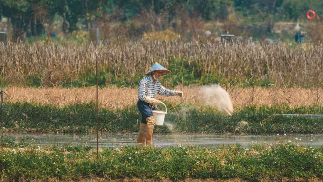 Possible ₱75-B loss looms for agriculture sector amid rising fertilizer prices