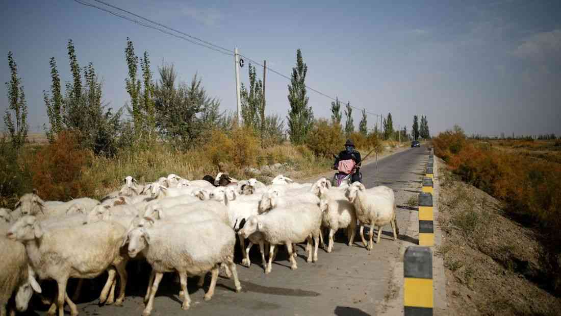 Job ad for shepherds goes viral in China exposing labour market strains