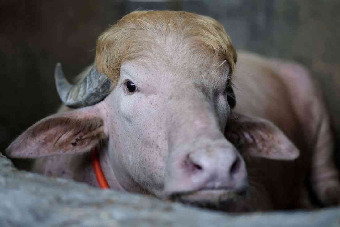 Viral fame spares ‘Donald Trump’ buffalo from Eid sacrifice in Bangladesh