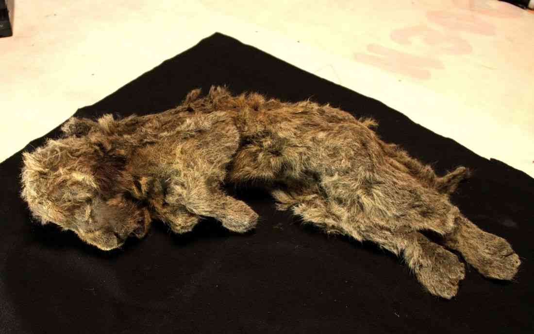 Genome study shows what made the extinct Ice Age cave lion unique