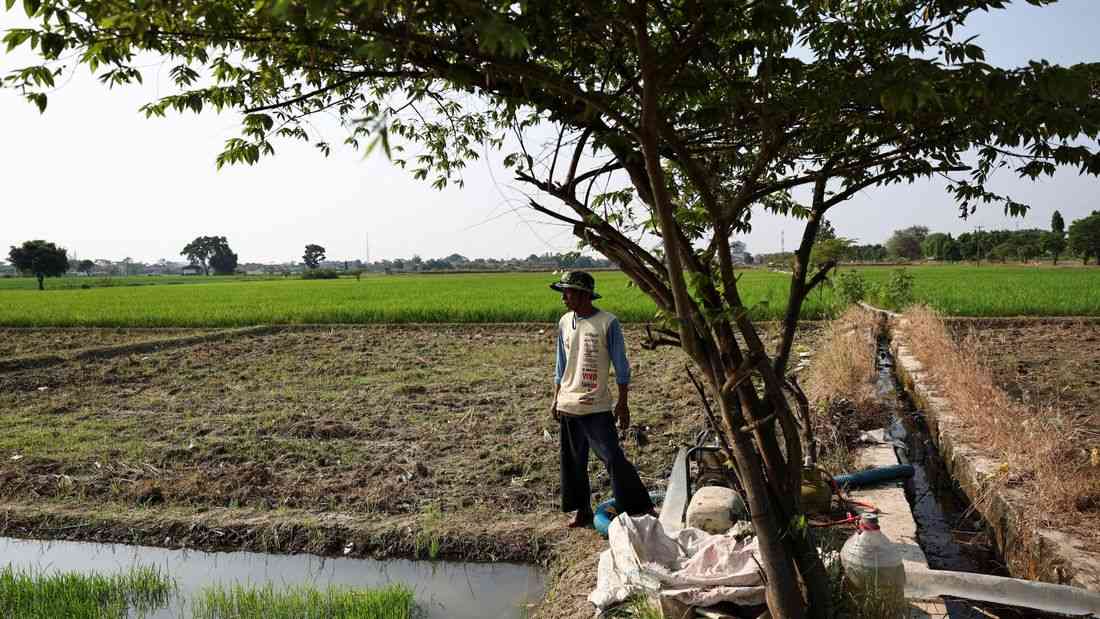 Indonesia races to plant rice early against risk of El Nino