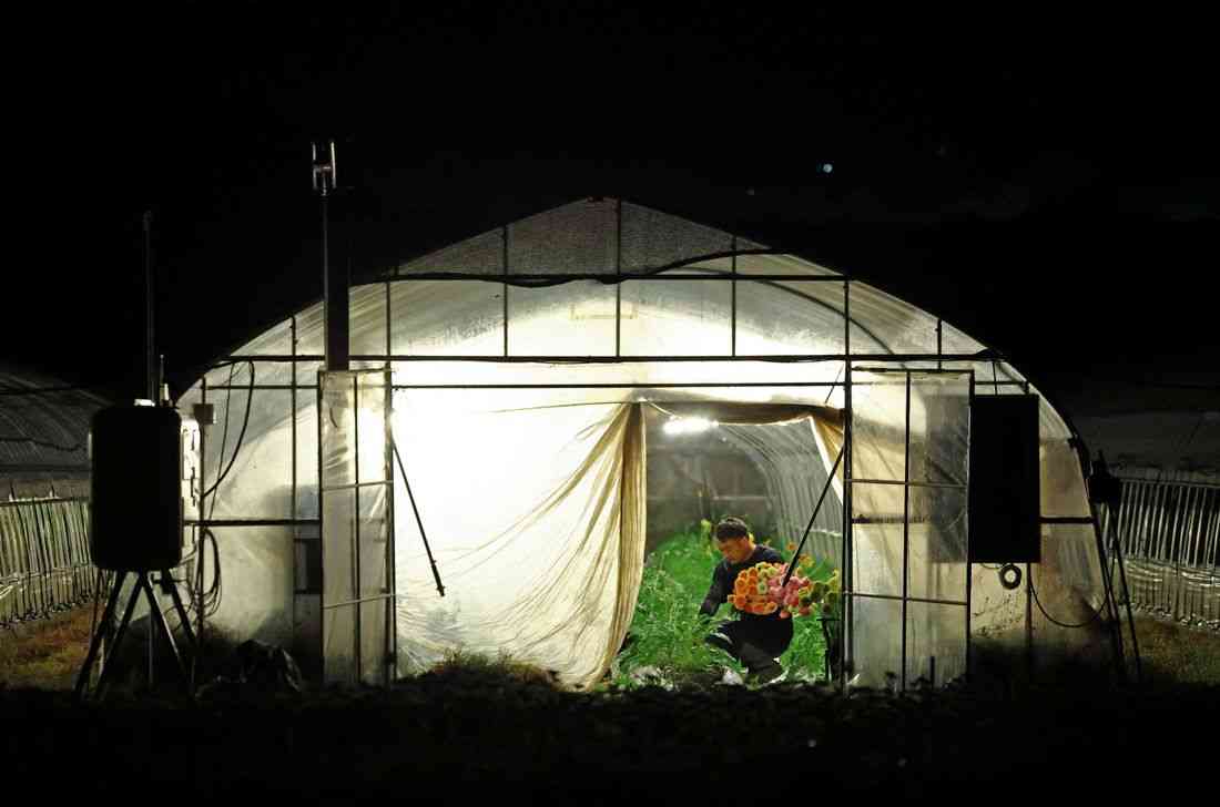Japan's farmers go nocturnal as deadly heat intensifies