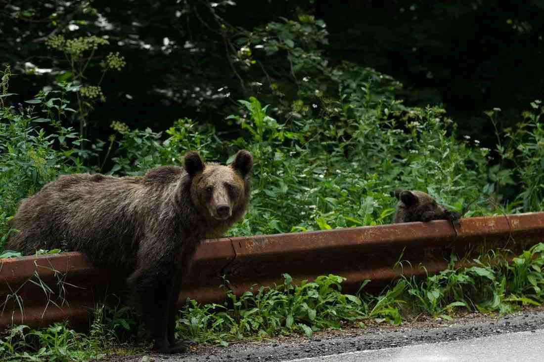 Romania expands bear cull, critics say enforcement gaps persist
