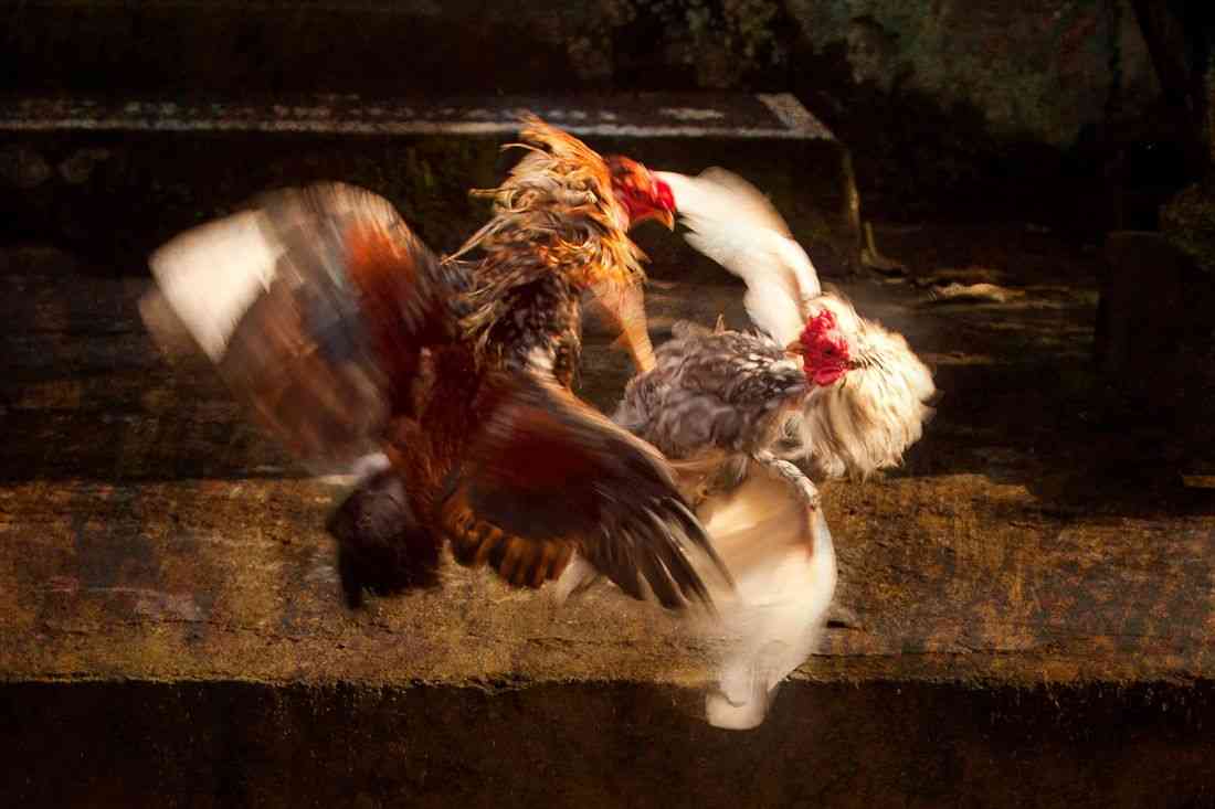 PH Embassy flags cockfighting activities involving Filipinos in France