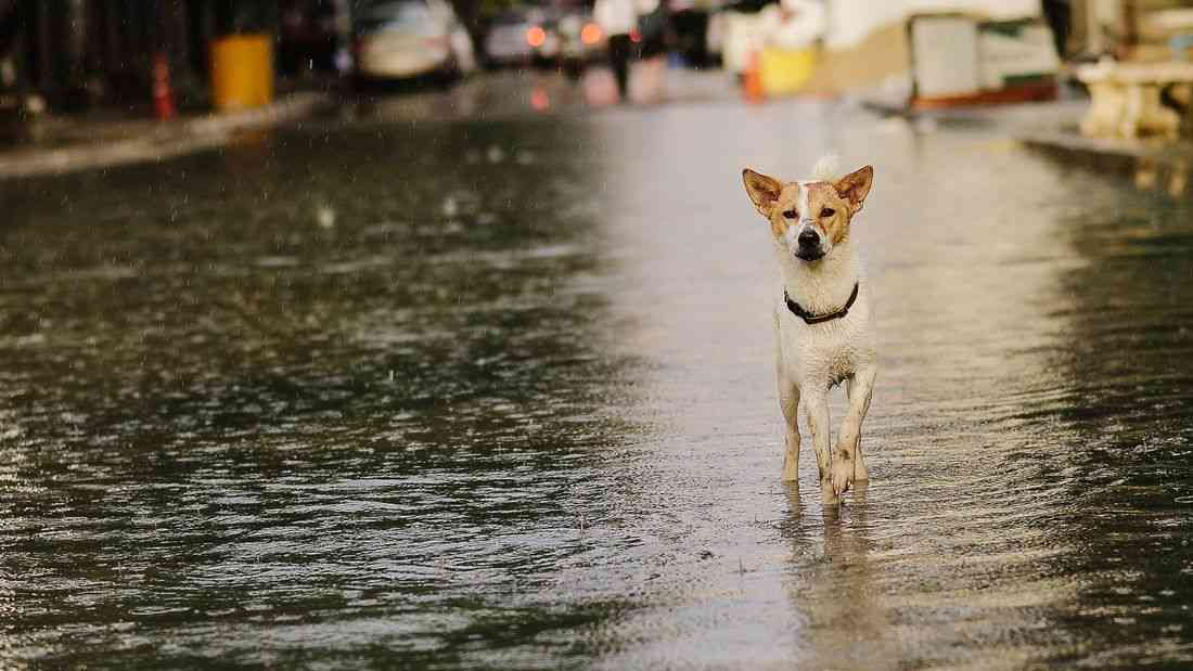 Dogs also vulnerable to leptospirosis, Manila vet warns