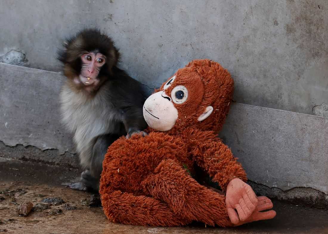 Abandoned baby monkey finds comfort in stuffed orangutan, charming zoo visitors