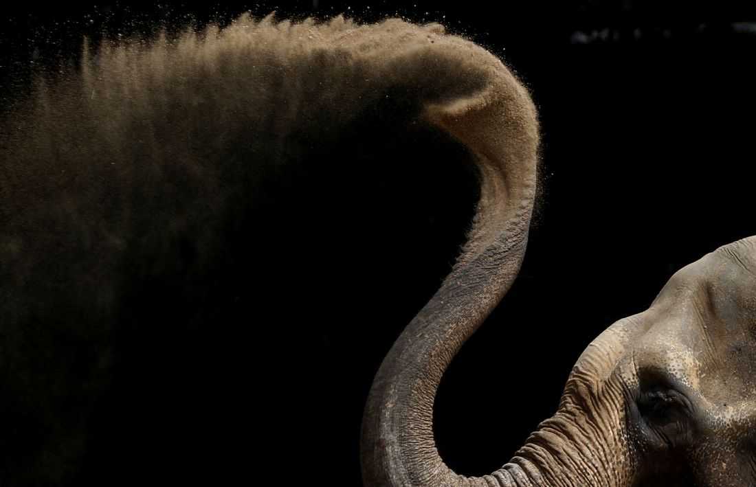 Study unlocks the secrets of the whiskers on an elephant's trunk