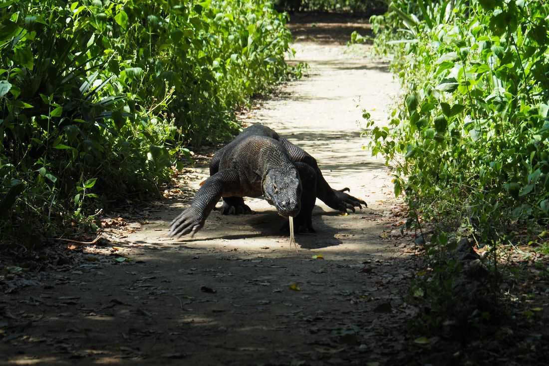 Indonesia to loan endangered Komodo dragons to Japan for breeding programme, ministry says
