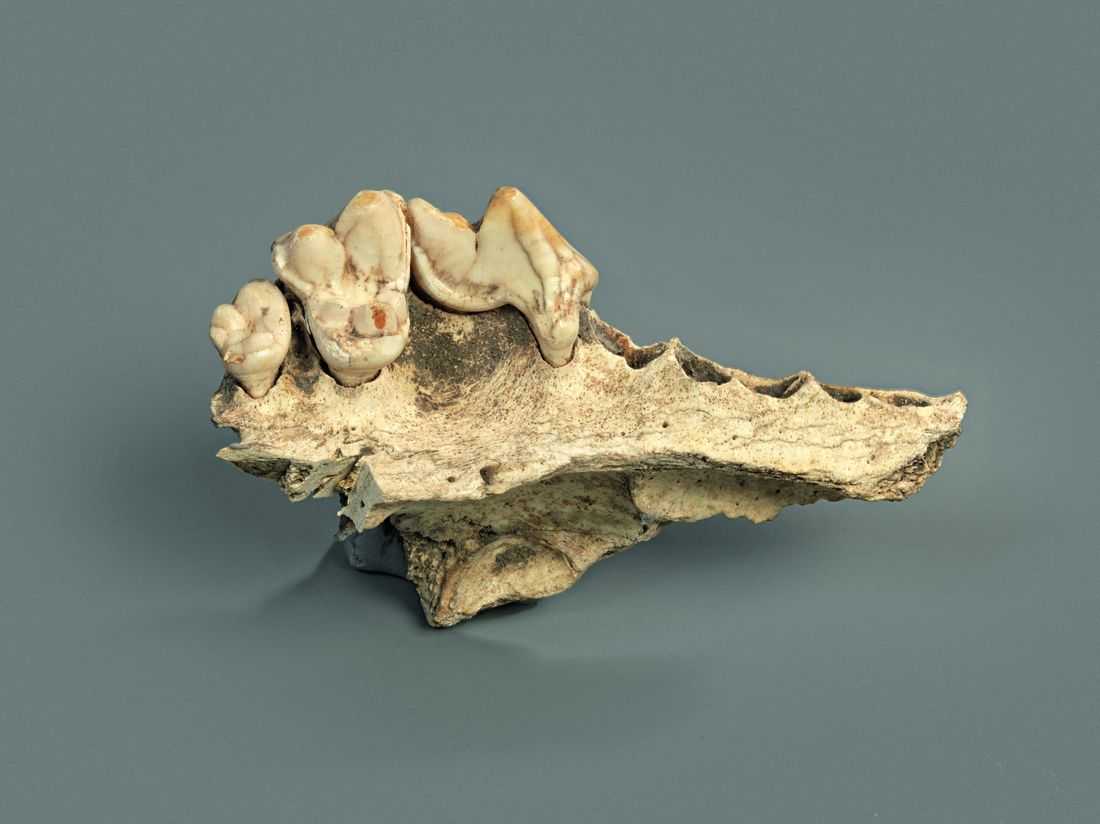 Genetic study identifies earliest-known dog, dating to 15,800 years ago