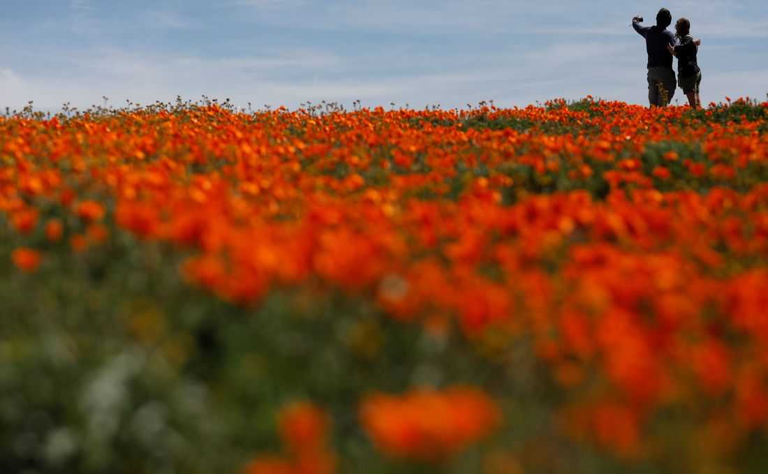 Olympics-LA28 unveils floral-inspired visual identity for 2028 Olympics