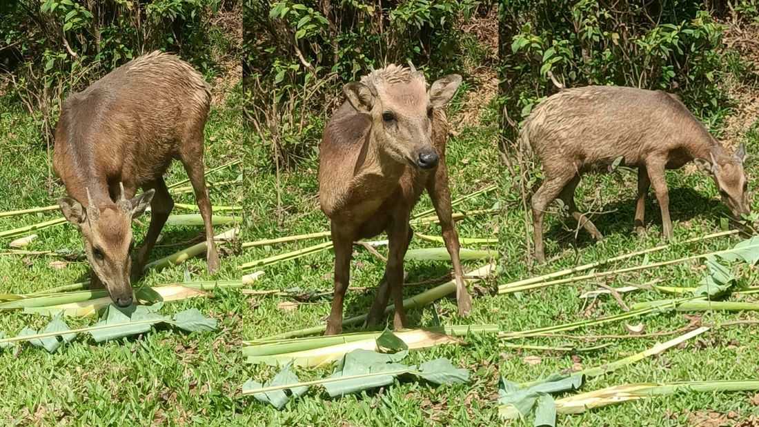 After decades, the Philippine deer reemerges in Marinduque