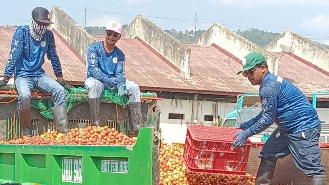 Nueva Vizcaya farmers dump tons of tomatoes amid oversupply, lack of buyers