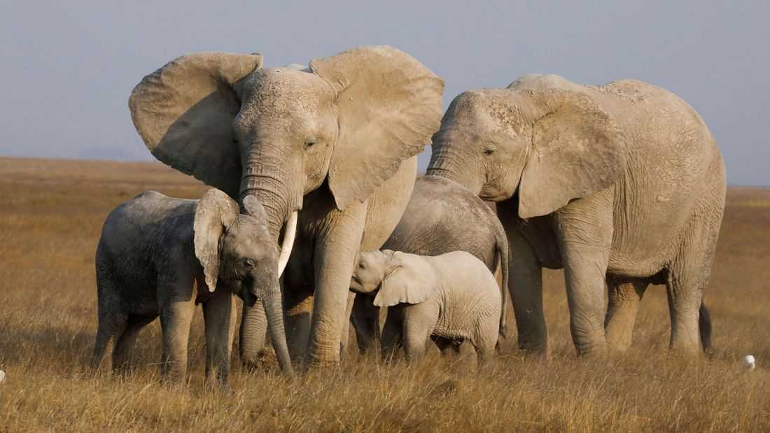 Genetic trouble detected in isolated African elephant populations