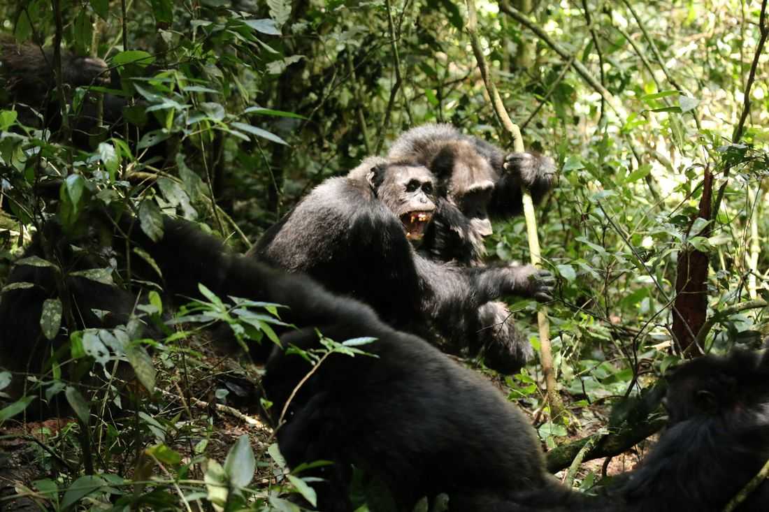 Scientists stunned as chimpanzees turn on friends in killing spree