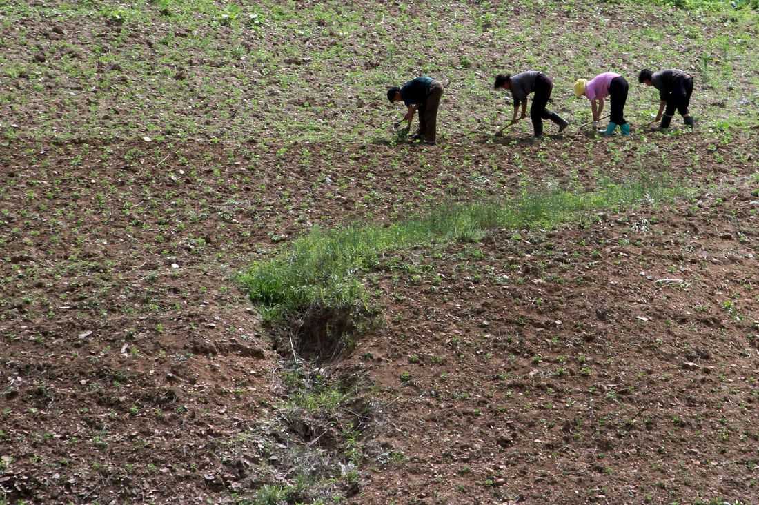 North Korea races to shield crops from drought, state media says