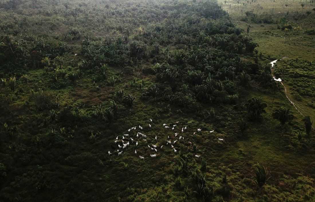 How China's evolving consumer habits may protect the Amazon rainforest