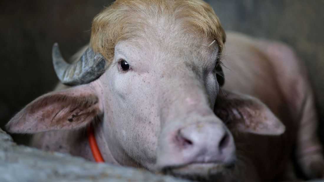 Bangladesh’s rare ‘Donald Trump’ buffalo becomes Eid sensation