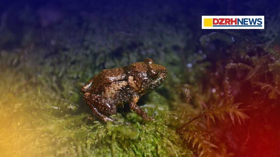 Newly discovered ‘P. Guiting’ frog in Romblon highlights Philippines’ hidden biodiversity