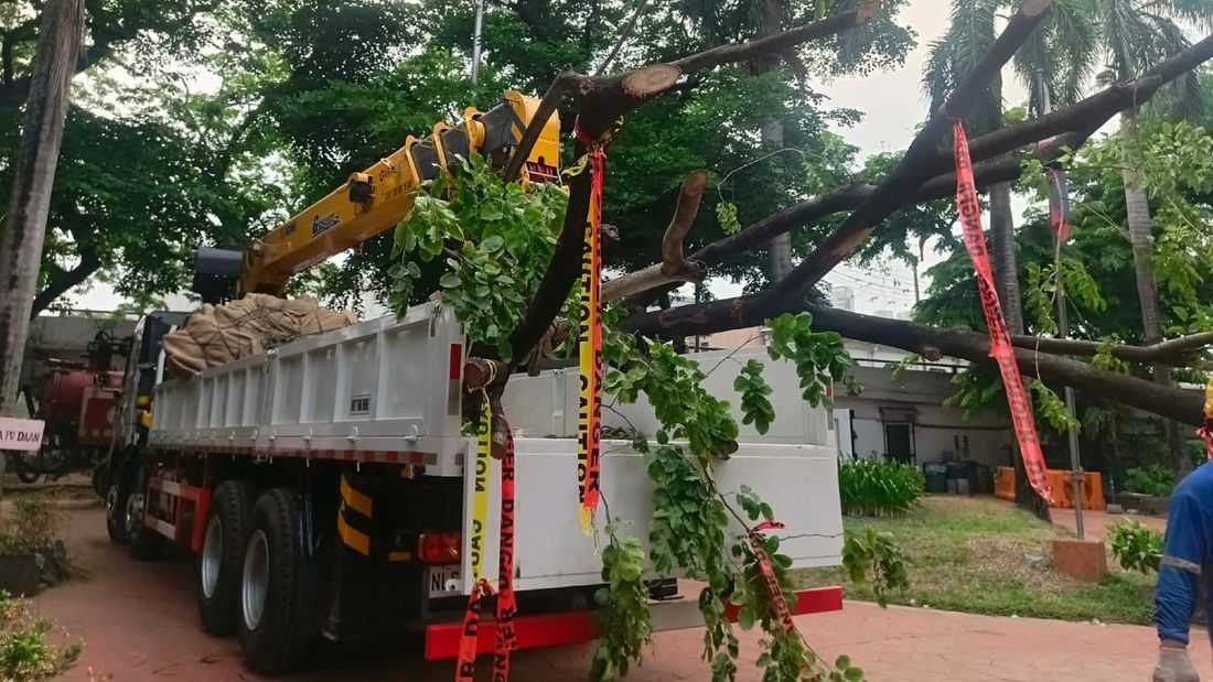 Felled Quirino Ave. trees to be repurposed into school chairs, tables — DENR