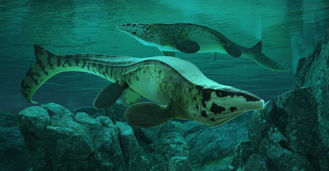 Fearsome dinosaur-era marine reptile was the T. rex of the sea