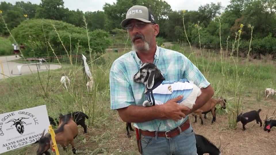 Soccer-Messi the goat? In Kansas City, he works on unwanted vegetation
