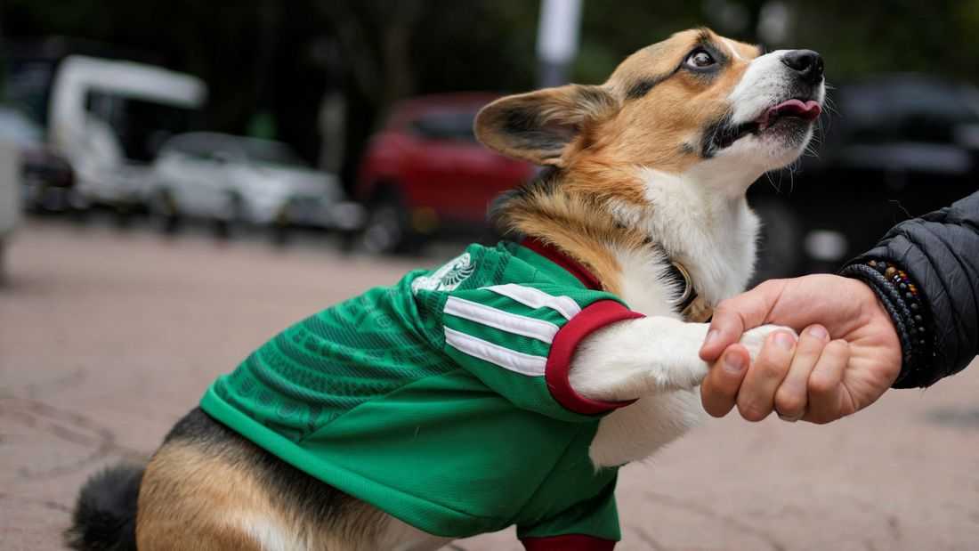 In Mexico, World Cup jerseys fit all shapes, sizes - and species