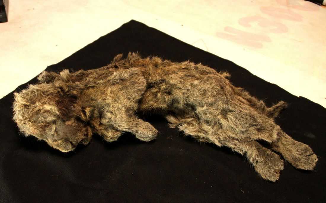 Genome study shows what made the extinct Ice Age cave lion unique