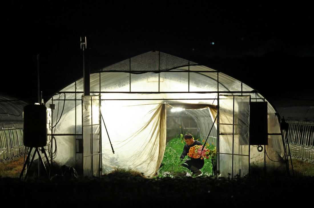 Japan's farmers go nocturnal as deadly heat intensifies