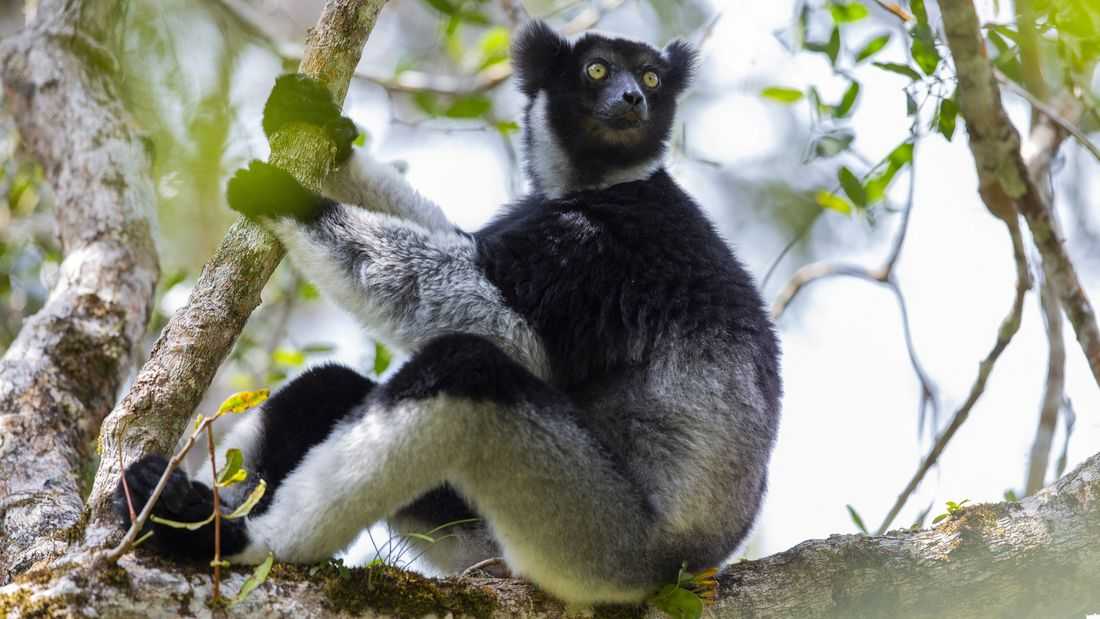 Singing lemurs may use a soprano-like trick to project songs