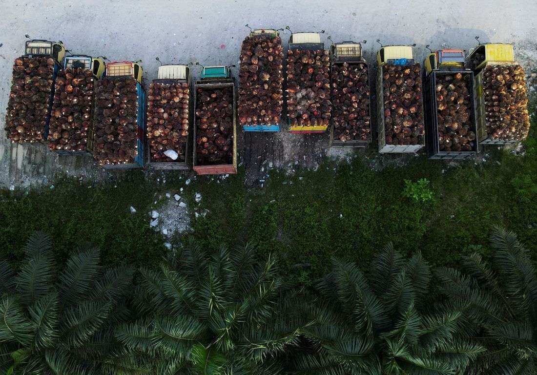 Indonesia mulls palm oil export levy hike to support biodiesel mandate