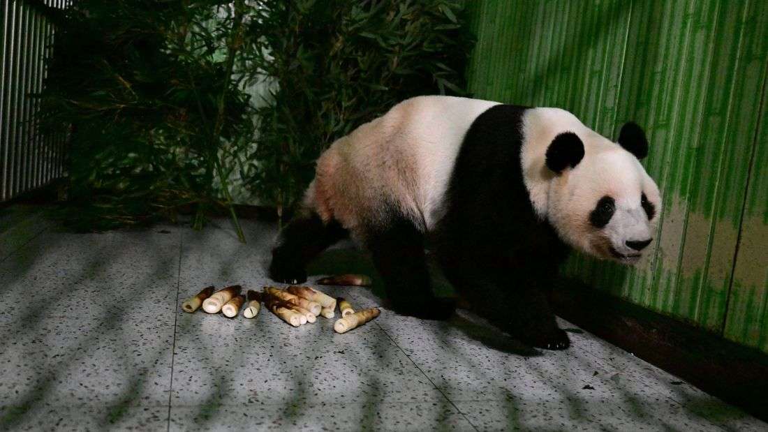 Japan-born pandas Xiao Xiao and Lei Lei arrive home in China's Sichuan