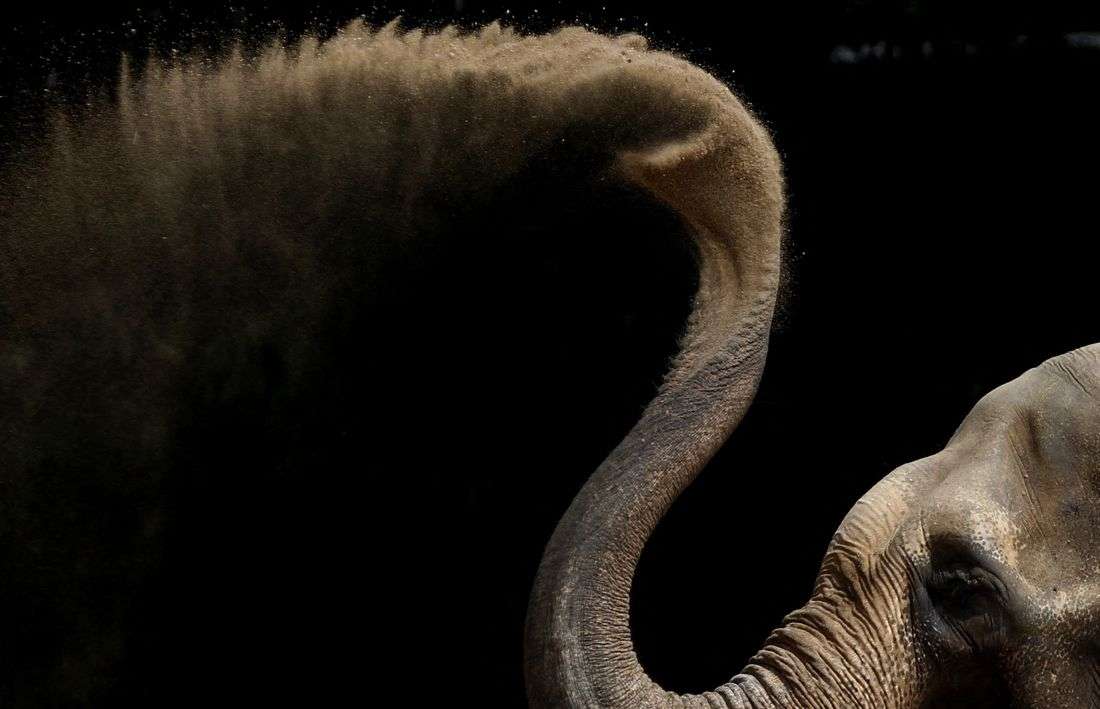 Study unlocks the secrets of the whiskers on an elephant's trunk