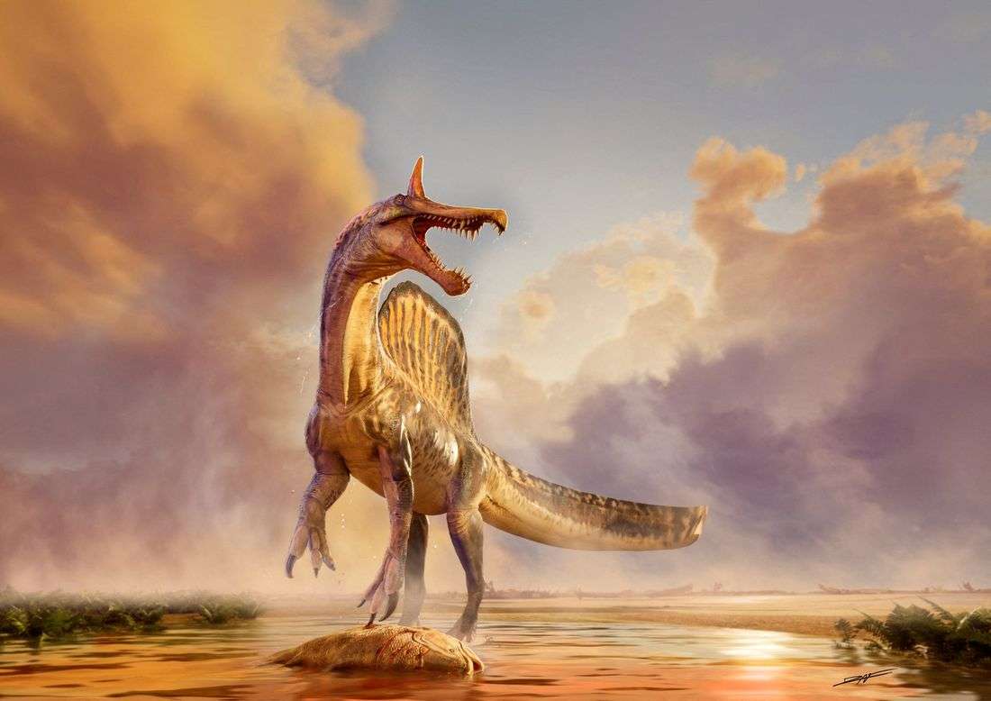 Fossils of a new species of huge dinosaur Spinosaurus unearthed in Niger