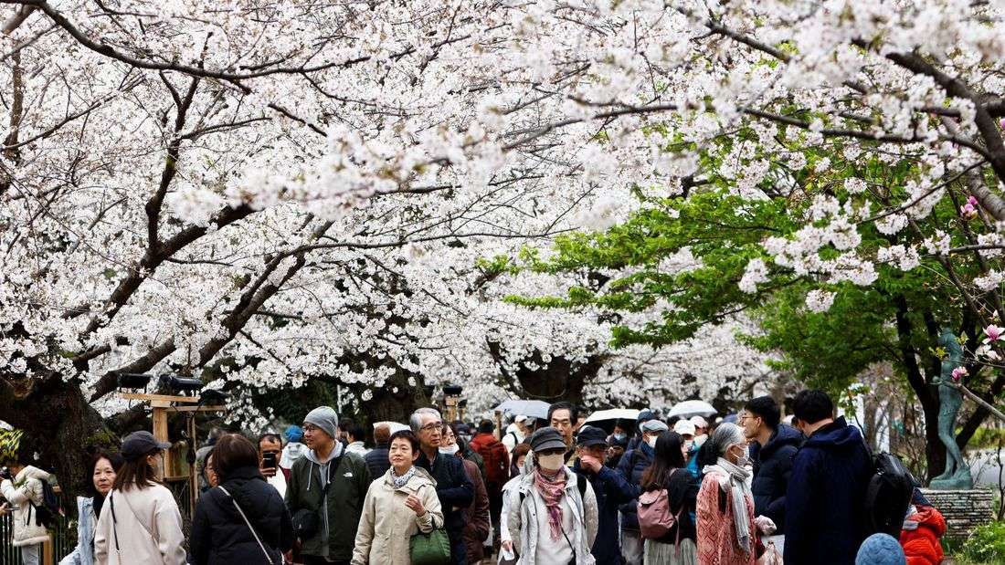 Japan's cherry blossom picnics feel the pinch of global inflation