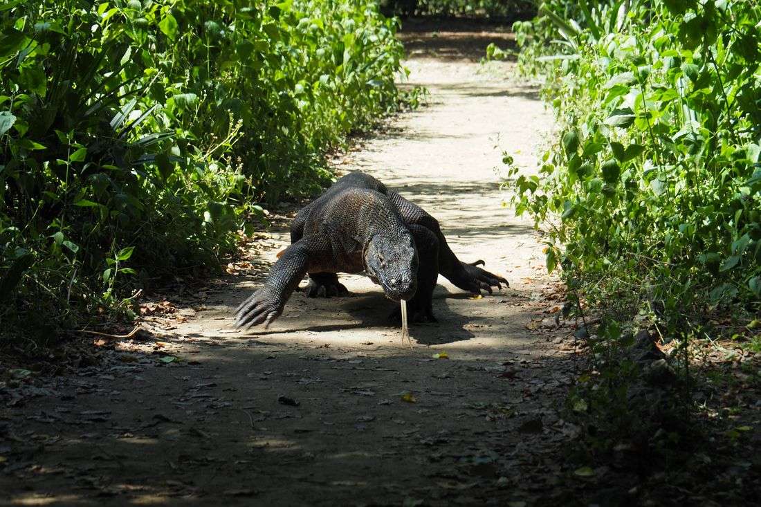 Indonesia to loan endangered Komodo dragons to Japan for breeding programme, ministry says