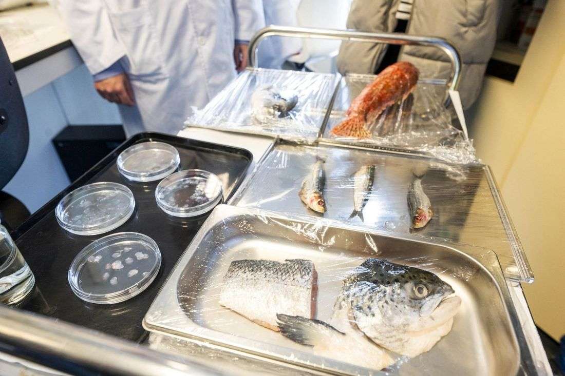 Spanish researchers develop low-cost artificial cornea from fish scales