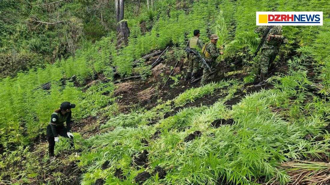 ₱5.1 million worth of marijuana destroyed in Mountain Province