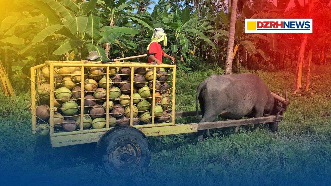 Gov’t urged to provide ₱3.5M direct subsidies to coconut farmers amid biofuel blending suspension
