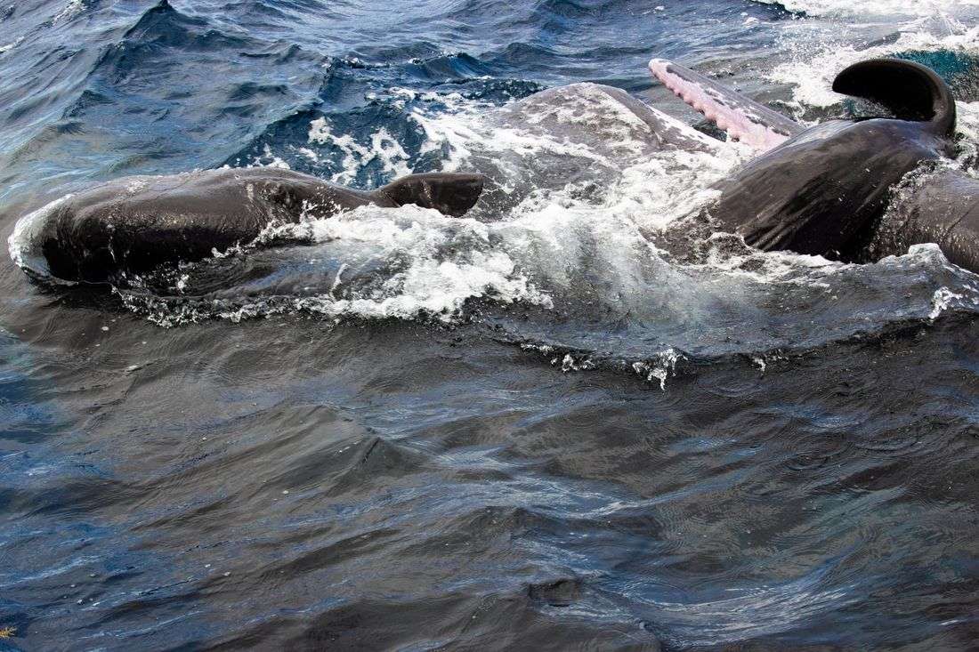 When a sperm whale gives birth, the mother gets help from her friends