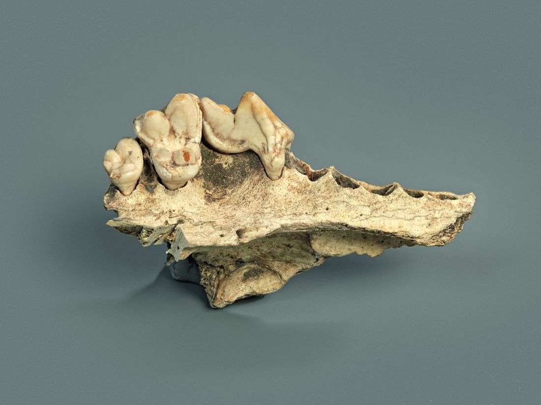 Genetic study identifies earliest-known dog, dating to 15,800 years ago